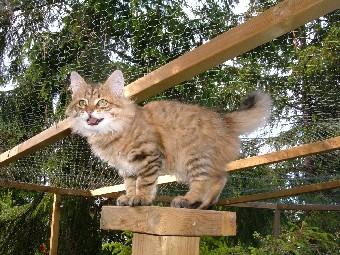 Nellie 14v 2 001.jpg